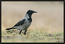 Bonte Kraai, Hooded Crow, Corvus cornix Location: Hungary bonte kraai D2 6896 kopie